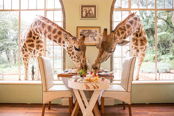 Viajes Familiares Giraffe Manor